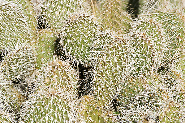 포토 JPG 해외이미지 주간 나무 식물 여행 선인장 사람없음 야외 가로 초록색 파란색 미국 사막 가시 야광 해외202004 해외포토 자연요소 컬러 북아메리카 빛 파일형식 이미지허브