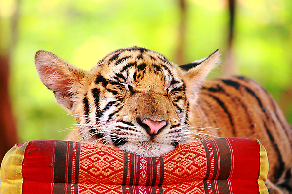 포토 JPG 해외이미지 나무 동물 1 얼굴 야생동물 어린이 오렌지 포유류 베개 태국 자연 휴식 털 동물원 사람없음 초록색 머리 고양이 줄무늬 아기 호랑이 땅 혀 육식동물 비네팅 거짓말 땅바닥 해외202004 해외포토 식물 아시아 컬러 컨셉 무늬 과일 침구 바닥 촬영기법 사람 신체부위 반려동물 입 생태계 파일형식 이미지허브