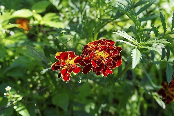 포토 JPG 해외이미지 식물 꽃잎 꽃 백그라운드 오렌지 자연 기술 사람없음 초록색 허브 싱글 금잔화 해외202004 해외포토 컬러 과일 생태계 파일형식 이미지허브