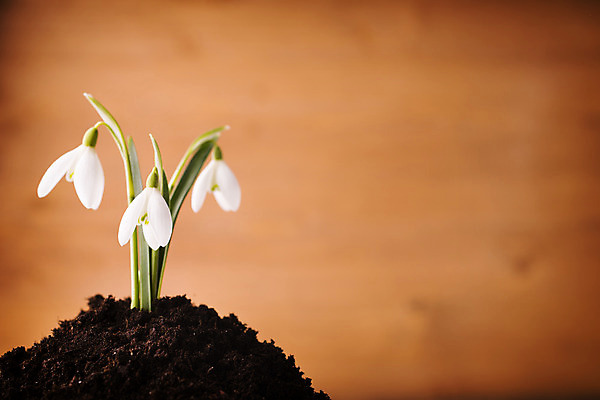포토 JPG 해외이미지 식물 계절 꽃잎 꽃 줄기 백그라운드 자연 새로움 사람없음 침묵 봄 벚꽃 흰색 개화 작음 헌병 해외202004 해외포토 컬러 컨셉 소리 군인 크기 생태계 파일형식 이미지허브