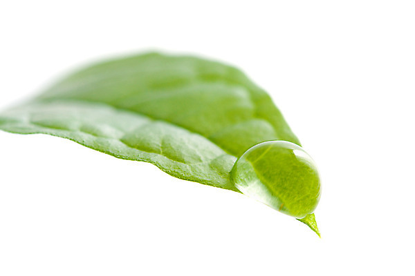 포토 JPG 해외이미지 식물 1 백그라운드 잎 밭 자연 사람없음 야외 초록색 물 농장 평화 환경 화목 젖음 흐름 성장 물방울 신선 투명 액체 떨어짐 이슬 수분 순수 싱글 유기농 질감 부드러움 고립 생태학 엘리먼트 해외202004 해외포토 자연요소 웰빙 교육 컬러 컨셉 농업 감각 생태계 파일형식 이미지허브