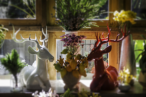 포토 JPG 해외이미지 식물 꽃 화분 잎 태국 휴식 사람없음 초록색 정원 페인트 봄 해외202004 해외포토 계절 아시아 컬러 컨셉 파일형식 이미지허브