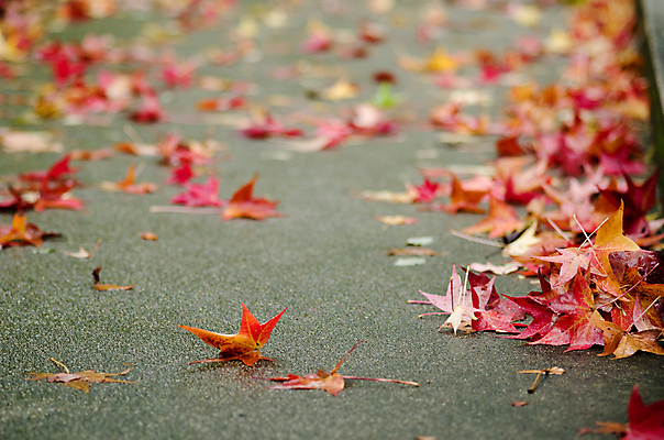 포토 JPG 해외이미지 계절 도로 백그라운드 단풍 잎 자연 거리 사람없음 가로 컬러풀 햇빛 노란색 맑음 활발 젖음 가을 보행로 닫기 각도 10월 내추럴 땅바닥 해외202004 해외포토 식물 길 컬러 컨셉 교통시설 모션 날씨 바닥 태양 날짜 생태계 파일형식 이미지허브