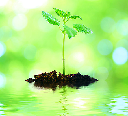 포토 JPG 해외이미지 나무 식물 백그라운드 단풍 잎 자연 아침 추상 사람없음 야외 초록색 물 빛 강 햇빛 반사 환경 정원 맑음 화목 봄 젖음 성장 흰색 물방울 신선 닫기 떨어짐 숲 빗방울 순수 유기농 아이비 내추럴 떠남 생태학 해외202004 해외포토 주간 자연요소 웰빙 계절 교육 컬러 컨셉 무늬 모션 날씨 태양 비_날씨 생태계 파일형식 이미지허브