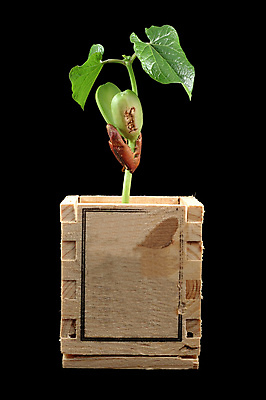 포토 JPG 해외이미지 식물 줄기 잎 농업 채소 자연 콩 씨앗 들기 사람없음 초록색 농작물 상자 꽃병 성장 나뭇가지 확대 생물학 상승 정맥 진행 개발 방법 생태학 전진 해외202004 해외포토 나무 교육 꽃 산업 컬러 컨셉 모션 곡류 생태계 혈관 파일형식 이미지허브