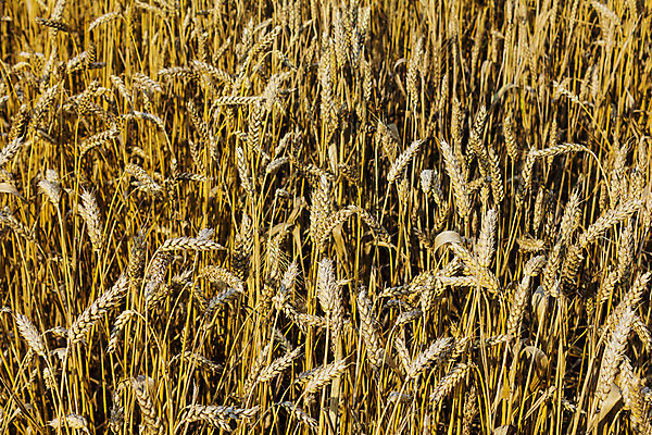 포토 JPG 해외이미지 구름 음식 빵 백그라운드 밭 농업 자연 하늘 풍경 사람없음 야외 가로 여름 파란색 농경지 우주 수확 시골 황금 닫기 낟알 시리얼 밀 생태계 조경 반대 생태학 숙성 해외202004 해외포토 자연요소 계절 교육 산업 컬러 모션 곡류 농장 파일형식 이미지허브