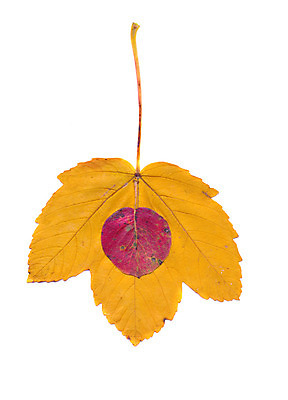 포토 JPG 해외이미지 나무 식물 디자인 계절 공원 백그라운드 단풍 잎 오렌지 자연 추상 건조 사람없음 목재 빨간색 컬러풀 노란색 환경 가을 황금 숲 묘사 질감 10월 내추럴 고립 해외202004 해외포토 공공시설 컬러 무늬 과일 재료 날짜 생태계 파일형식 이미지허브