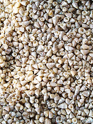 포토 JPG 해외이미지 모래 바다 백그라운드 자연 벽지 조류 추상 조개 불가사리 기술 사람없음 물 노란색 껍질 흰색 원형 그룹 해조류 소라 오브젝트 짠맛 해외202004 해외포토 자연요소 도형 동물 컬러 무늬 어패류 극피동물 해양식물 맛 생태계 파일형식 이미지허브