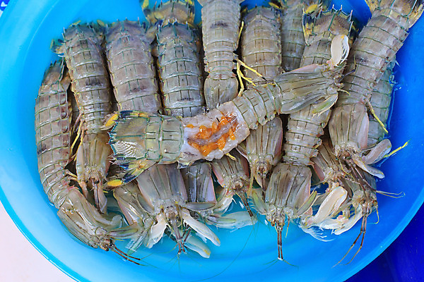 포토 JPG 해외이미지 동물 접시 음식 바다 신체 사람없음 파란색 신선 그룹 시장 가재 해산물 해외202004 해외포토 식기 컬러 갑각류 파일형식 이미지허브