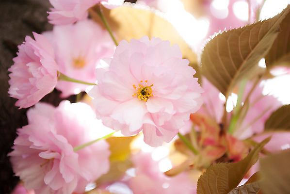 포토 JPG 해외이미지 나무 식물 꽃 분홍색 잎 자연 사람없음 장미 일본 봄 개화 체리 꽃수술 해외202004 해외포토 계절 아시아 컬러 과일 생태계 파일형식 이미지허브