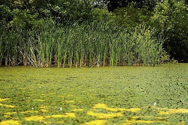포토 JPG 해외이미지 식물 공원 줄기 백그라운드 잎 자연 날씨 갈대 이끼 풍경 사람없음 야외 초록색 여름 햇빛 봄 신선 개화 습지 작음 질감 밀짚 헝가리 내추럴 그리너리 해외202004 해외포토 계절 공공시설 꽃 컬러 태양 짚 크기 생태계 동유럽 파일형식 트랜드컬러 이미지허브