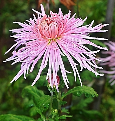 포토 JPG 해외이미지 식물 꽃잎 꽃 잎 꽃무늬 자연 사랑 사람없음 장식 초록색 머리 정원 벚꽃 가을 신선 우아함 달리아 내추럴 해외202004 해외포토 계절 감정 컬러 컨셉 무늬 신체부위 생태계 파일형식 이미지허브