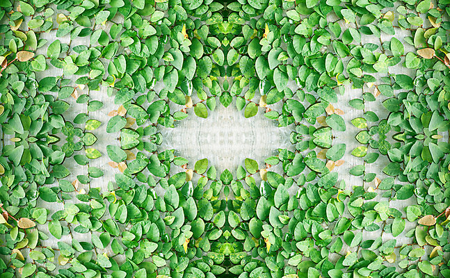 포토 JPG 해외이미지 식물 공원 벽 잎 패턴 자연 주택 매달리기 사람없음 야외 초록색 울타리 우주 정원 공백 성장 신선 오르기 자연백그라운드 내추럴 떠남 해외202004 해외포토 공공시설 컬러 백그라운드 무늬 모션 건물 담장 생태계 파일형식 이미지허브