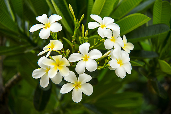 포토 JPG 해외이미지 식물 꽃잎 꽃 분홍색 백그라운드 꽃무늬 자연 휴식 3 사람없음 노란색 정원 벚꽃 흰색 개화 향수 묘사 오브젝트 하와이 향기 냄새 발리 태평양 향 환영 악취 남쪽 고립 아열대 이국적 하와이인 알로하 해외202004 해외포토 외국인 바다 컬러 섬 컨셉 무늬 미국 화장품 인사 방향 생태계 인도네시아 파일형식 이미지허브