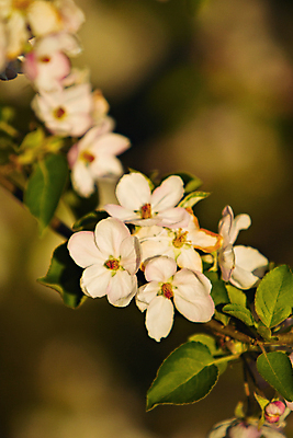포토 JPG 해외이미지 나무 꽃 자연 사람없음 벚꽃 나뭇가지 내추럴 해외202004 해외포토 식물 생태계 파일형식 이미지허브