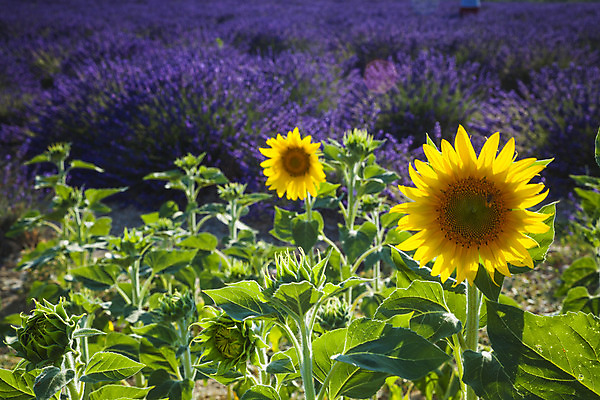 포토 JPG 해외이미지 백그라운드 밭 자연 하늘 해바라기 풍경 사람없음 여름 파란색 컬러풀 보라색 프랑스 시골 제비꽃 향수 향기 아로마테라피 라벤더 내추럴 프로방스 해외202004 해외포토 계절 꽃 유럽 컬러 농업 화장품 허브 생태계 냄새 테라피 파일형식 이미지허브