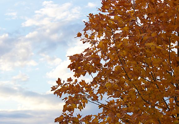 포토 JPG 해외이미지 나무 식물 계절 백그라운드 잎 자연 하늘 풍경 사람없음 야외 목재 컬러풀 환경 활발 가을 숲 11월 유기농 10월 내추럴 카피스페이스 해외202004 해외포토 웰빙 컬러 컨셉 재료 공백 날짜 생태계 파일형식 이미지허브