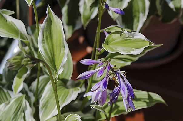 포토 JPG 해외이미지 식물 꽃잎 꽃 잎 사람없음 초록색 빛 정원 흰색 신선 닫기 라일락 강렬 꽃수술 땅바닥 불가리아 해외202004 해외포토 컬러 모션 바닥 파일형식 남유럽 이미지허브