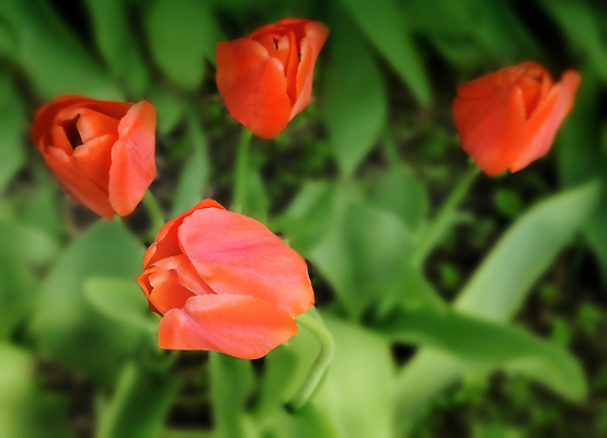 포토 JPG 해외이미지 식물 계절 꽃잎 꽃 백그라운드 잎 꽃무늬 자연 사람없음 야외 빨간색 초록색 머리 정원 봄 튤립 성장 악단 원예 화단 해외202004 해외포토 음악 컬러 무늬 취미 신체부위 생태계 파일형식 이미지허브