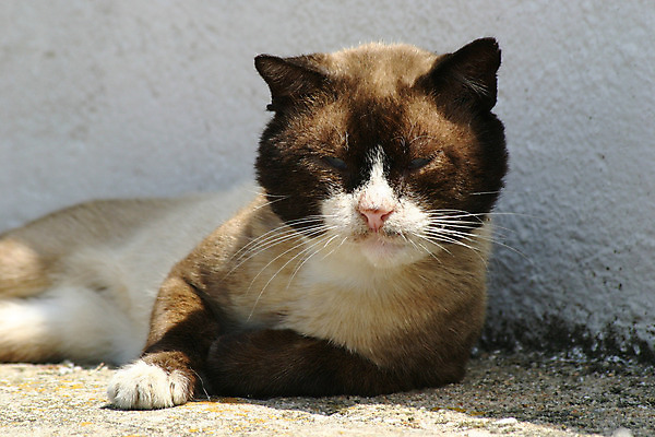 포토 JPG 해외이미지 사람없음 고양이 흰색 도시 육식동물 사냥꾼 독립 해외202004 해외포토 동물 직업 컬러 포유류 반려동물 파일형식 이미지허브