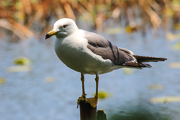 포토 JPG 해외이미지 호수 날개 조류 그림자 서기 사람없음 물 강 흰색 연못 그늘 싱글 꼬리 부리 고립 해외202004 해외포토 자연요소 동물 컬러 모션 파일형식 이미지허브
