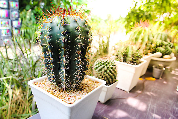 포토 JPG 해외이미지 식물 백그라운드 자연 선인장 사람없음 야외 장식 초록색 정원 신선 냄비 작음 원예 스파이크 내추럴 심기 해외202004 해외포토 컬러 모션 취미 솥 크기 생태계 파일형식 이미지허브