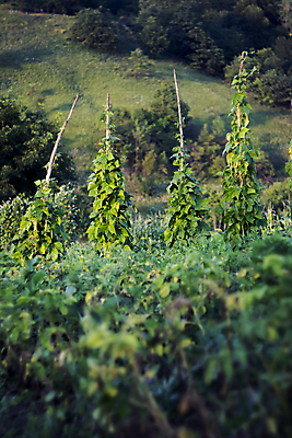 포토 JPG 해외이미지 식물 줄 음식 줄기 잎 꽃무늬 밭 농업 채소 자연 추상 콩 건강 앉기 풍경 사람없음 야외 세로 초록색 여름 농장 주방 정원 성장 시골 시장 유기농 원예 오르기 봉 강낭콩 내추럴 프랑스어 꼬투리 밭일 채식주의자 세련 해외202004 해외포토 문자 웰빙 계절 꽃 산업 컬러 무늬 모션 곡류 취미 생태계 채식 파일형식 이미지허브
