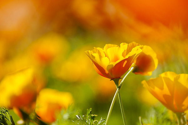 포토 JPG 해외이미지 식물 계절 꽃잎 꽃 줄기 백그라운드 꽃무늬 밭 오렌지 자연 사람없음 장식 빛 컬러풀 노란색 정원 봄 활발 들꽃 벚꽃 개화 황금 닫기 원예 캘리포니아 꽃가루 양귀비 강렬 해외202004 해외포토 컬러 컨셉 무늬 농업 과일 모션 취미 미국 가루 생태계 파일형식 이미지허브