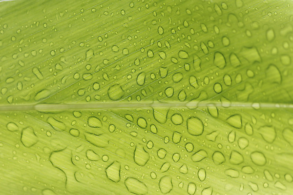 포토 JPG 해외이미지 식물 디자인 백그라운드 잎 자연 사람없음 초록색 물 반사 환경 정원 봄 젖음 흰색 물방울 신선 닫기 떨어짐 이슬 즐거움 질감 정맥 내추럴 베르데 해외202004 해외포토 자연요소 계절 감정 컬러 컨셉 모션 생태계 혈관 파일형식 이미지허브