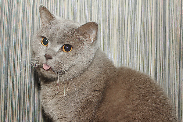 포토 JPG 해외이미지 동물 얼굴 포유류 영국 주택 미술 사람없음 반려동물 고양이 회색 모피 오브젝트 해외202004 해외포토 유럽 컬러 문화예술 건물 신체부위 파일형식 이미지허브