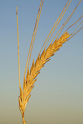 포토 JPG 해외이미지 식물 음식 빵 밭 농업 재료 자연 맥주 건강 사람없음 야외 초록색 빛 농작물 봄 성장 낟알 시리얼 밀 먹기 유기농 원예 보리 밀가루 꽃가루 스파이크 밀짚 내추럴 알레르기 단백질 밭일 백신 숙성 작살 세련 해외202004 해외포토 웰빙 계절 산업 컬러 의학 모션 곡류 주류 취미 짚 질병 가루 생태계 영양소 파일형식 이미지허브