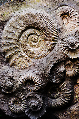 포토 JPG 해외이미지 동물 바다 백그라운드 자연 표면 조개 생물 연체동물 나선형 사람없음 골동품 소용돌이 껍질 바위 역사 자르기 질감 달팽이 생물학 화석 고생물 선사시대 내추럴 고고학 기간 옛날 지질학 해외202004 해외포토 교육 무늬 모션 어패류 무척추동물 회오리 돌_바위 생태계 파일형식 이미지허브