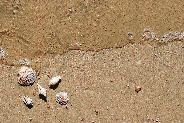 포토 JPG 해외이미지 모래 파도 바다 자연 휴가 조개 열대 나선형 갑각류 해변 사람없음 물 모래사장 맑음 껍질 조약돌 원형 해외202004 해외포토 자연요소 도형 동물 무늬 날씨 어패류 돌_바위 생태계 파일형식 이미지허브