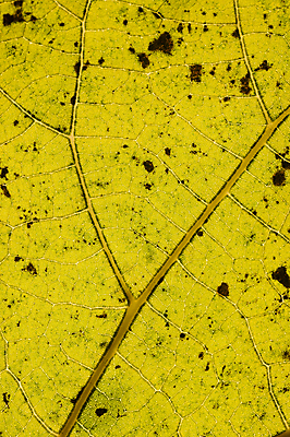 포토 JPG 해외이미지 계절 잎 패턴 사람없음 가을 묘사 정맥 해외202004 해외포토 식물 무늬 혈관 파일형식 이미지허브