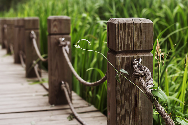 포토 JPG 해외이미지 식물 공원 도로 길 백그라운드 잎 곡선 자국 자연 거리 안내 사람없음 야외 목재 초록색 물 산책 산책로 하이킹 젖음 광선 분위기 습지 널 갑판 내추럴 지그재그 철책 해외202004 해외포토 자연요소 나무 공공시설 선 컬러 컨셉 배_교통 재료 교통시설 레저 휴식 생태계 파일형식 이미지허브