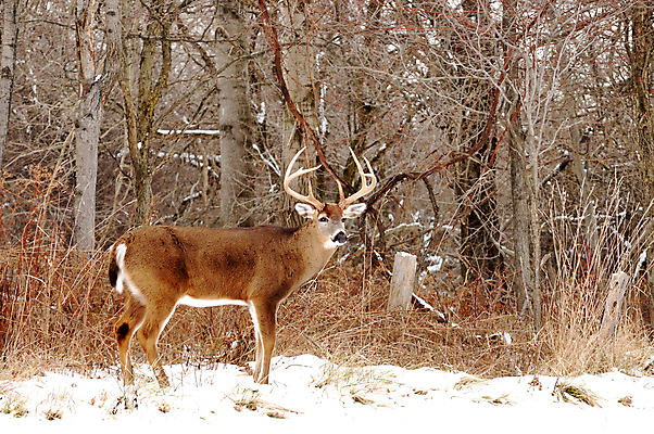 포토 JPG 해외이미지 동물 남자 야생동물 밭 포유류 자연 사슴 뿔 사람없음 야외 달러 해외202004 해외포토 돈 농업 사람 생태계 파일형식 이미지허브