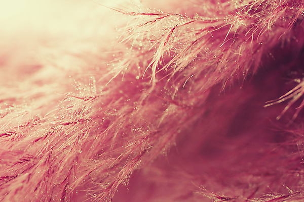 포토 JPG 해외이미지 사람없음 빛 보라색 민들레 부드러움 솜털 해외202004 해외포토 꽃 컬러 감각 파일형식 이미지허브