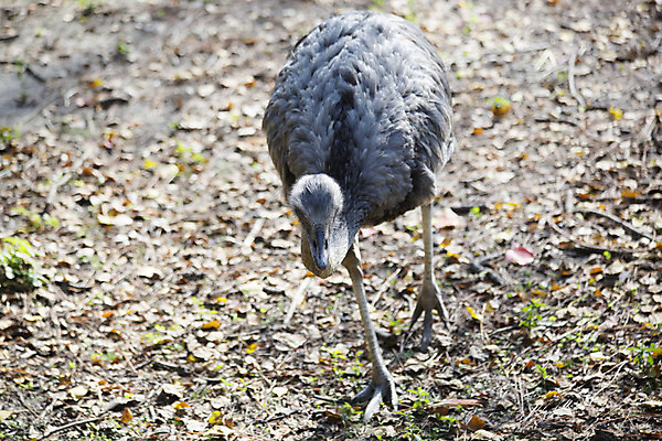 포토 JPG 해외이미지 동물 야생동물 밭 날개 자연 조류 생물 서기 앉기 잔디 사람없음 야외 여름 반려동물 갈색 머리 걷기 환경 미국 회색 다양 황무지 큼 깃털 부리 목 솜털 타조 남쪽 계산서 내추럴 생태학 해외202004 해외포토 식물 계절 교육 컬러 다수 북아메리카 농업 모션 신체부위 크기 방향 생태계 파일형식 이미지허브