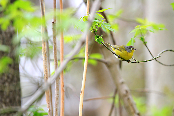포토 JPG 해외이미지 공원 남자 야생동물 날개 자연 조류 성인 사람없음 노란색 미국 봄 나뭇가지 숲 깃털 부리 북쪽 해외202004 해외포토 나무 동물 계절 공공시설 컬러 북아메리카 사람 방향 생태계 파일형식 이미지허브