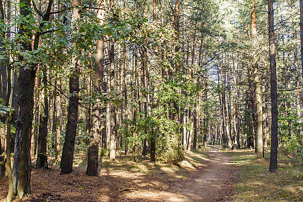 포토 JPG 해외이미지 나무 식물 계절 유럽 도로 잎 자연 아침 풍경 사람없음 야외 초록색 컬러풀 노란색 수확 가을 나뭇가지 소나무 숲 신성 자작나무 내추럴 화창 해외202004 해외포토 주간 나라 길 컬러 농업 교통시설 날씨 생태계 파일형식 이미지허브