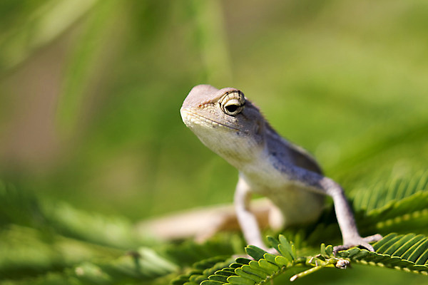 포토 JPG 해외이미지 나무 식물 동물 1 응시 꽃 야생동물 백그라운드 잎 파충류 자연 동물원 양서류 사람없음 초록색 반려동물 컬러풀 머리 흰색 나뭇가지 닫기 냄비 작음 피부 싱글 질감 도마뱀 발리 내추럴 마스코트 예멘 이국적 카멜레온 해외202004 해외포토 시선 컬러 섬 모션 신체부위 솥 크기 생태계 인도네시아 파일형식 이미지허브