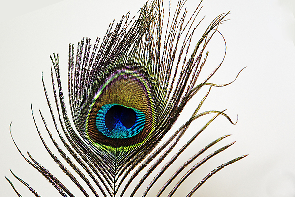 포토 JPG 해외이미지 디자인 야생동물 백그라운드 패턴 자연 조류 추상 사람없음 장식 초록색 파란색 빛 컬러풀 갈색 보라색 활발 흰색 우아함 공작 깃털 묘사 꼬리 이국적 터키석 해외202004 해외포토 동물 컬러 컨셉 무늬 보석 생태계 파일형식 이미지허브