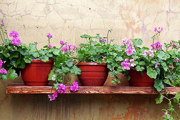 포토 JPG 해외이미지 식물 꽃 화분 벽 분홍색 선반 3 사람없음 야외 목재 장식 빨간색 초록색 정원 젖음 신선 냄비 냄새 시멘트 옛날 해외202004 해외포토 나무 컬러 가구 재료 솥 파일형식 이미지허브