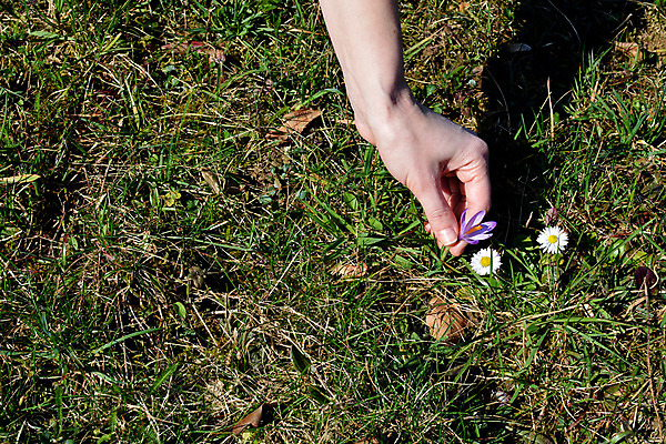 포토 JPG 해외이미지 손 꽃 자연 사람없음 가로 컬러풀 햇빛 노란색 보라색 봄 꽃가루 멀리 고립 해외202004 해외포토 식물 계절 컬러 신체부위 태양 가루 생태계 파일형식 이미지허브