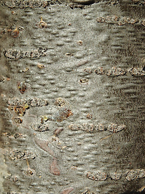 포토 JPG 해외이미지 나무 식물 야생동물 백그라운드 자연 사람없음 목재 빛 태양 러시아 나무껍질 전나무 해외202004 해외포토 자연요소 동물 유럽 재료 껍질 생태계 파일형식 이미지허브