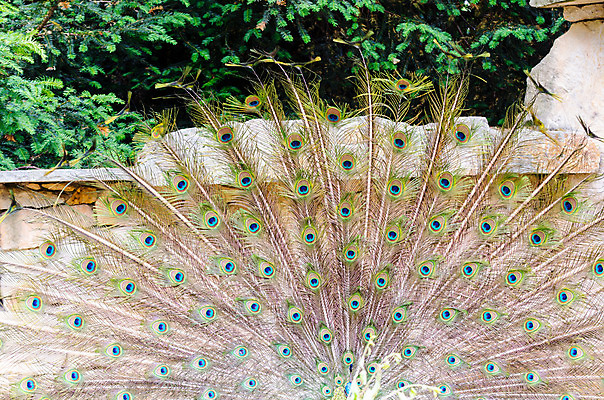 포토 JPG 해외이미지 동물 1 남자 야생동물 백그라운드 패턴 자연 조류 동물원 사람 사람없음 옆모습 초록색 파란색 컬러풀 머리 활발 분노 흰색 오픈 우아함 닫기 공작 인도인 깃털 꼬리 부리 프라하 꿩 계산서 터키석 해외202004 해외포토 외국인 감정 뷰포인트 컬러 컨셉 무늬 모션 동양인 신체부위 보석 생태계 체코 파일형식 이미지허브