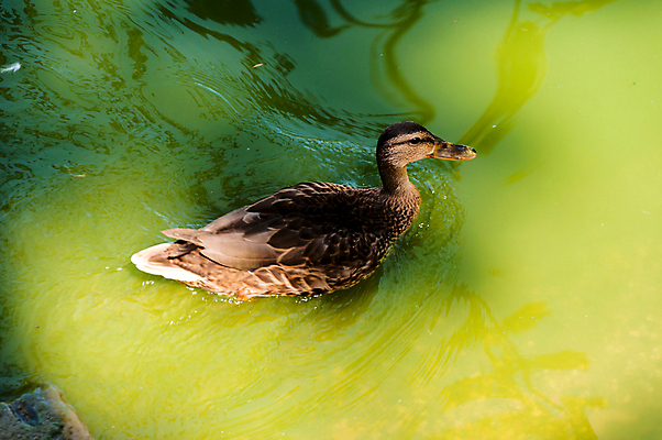 포토 JPG 해외이미지 동물 1 호수 야생동물 이동 날개 오렌지 자연 조류 전등 오리 사람없음 야외 옆모습 초록색 물 농장 수영 가축 흰색 깃털 부리 목 거위 내추럴 기르기 동물상 밭일 이스라엘 해외202004 해외포토 자연요소 뷰포인트 컬러 컨셉 농업 과일 조명 신체부위 조형물 수상스포츠 생태계 서아시아 돌봄 파일형식 이미지허브
