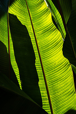 포토 JPG 해외이미지 모양 나무 식물 선 잎 자연 추상 바나나 그림자 사람없음 초록색 줄무늬 신선 투명 묘사 질감 내추럴 슬라이드 해외202004 해외포토 컬러 무늬 과일 생태계 파일형식 이미지허브
