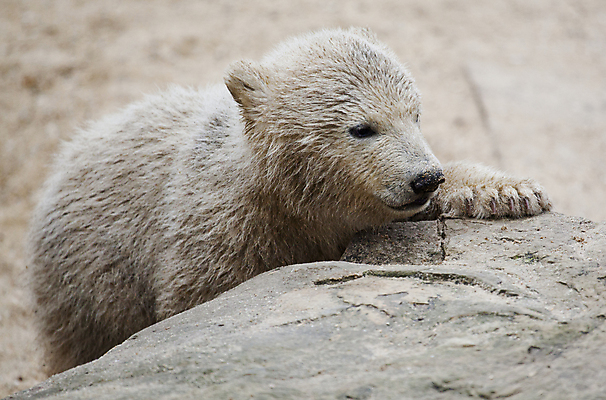 포토 JPG 해외이미지 동물 계절 야생동물 새끼 겨울 곰 포유류 포옹 자연 벽지 털 동물원 피곤 미소 사람없음 야외 글로벌 머리 얼음 검은색 힘 젖음 추위 흰색 입 남극 북극 서리 육식동물 봉 사냥꾼 북쪽 멸종 서식지 동물상 해외202004 해외포토 자연요소 직업 컬러 컨셉 안기 표정 신체부위 조형물 극지방 방향 생태계 파일형식 이미지허브