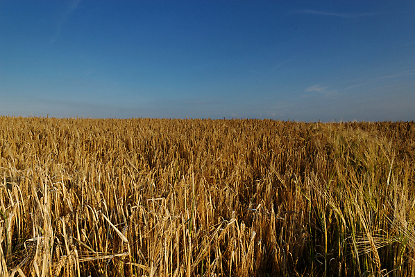 포토 JPG 해외이미지 밭 농업 하늘 사람없음 농작물 시리얼 밀 밭일 해외202004 해외포토 산업 음식 곡류 파일형식 이미지허브